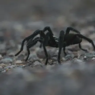 /img/19053-tarantula-conservation.webp