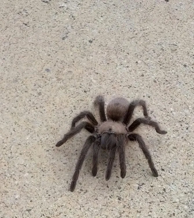 19053 tarantula size comparison