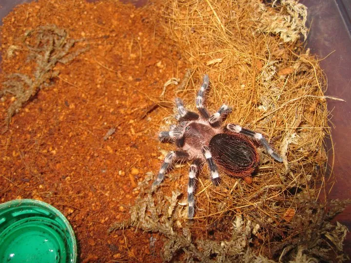 /img/19059-tarantula-cleaning.webp
