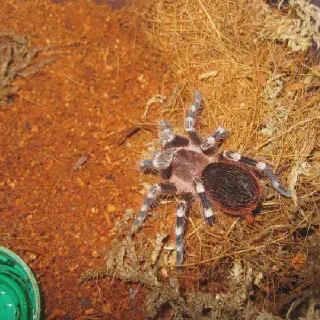 /img/19059-tarantula-cleaning.webp