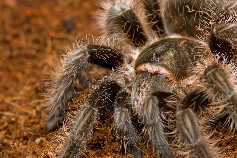 19059 tarantula enclosure
