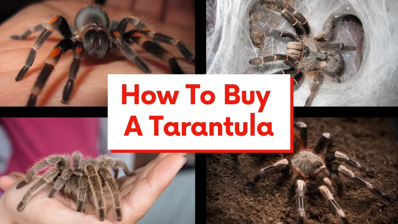 19059 tarantula feeding