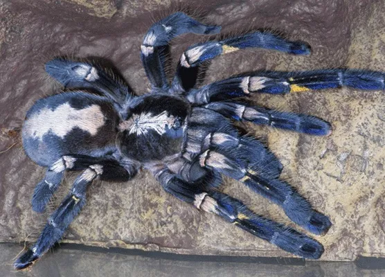 19059 tarantula molting