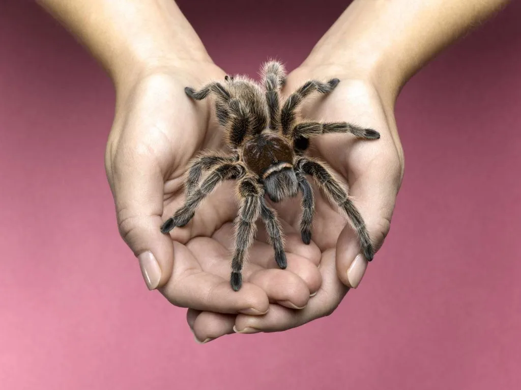 19059 tarantula species