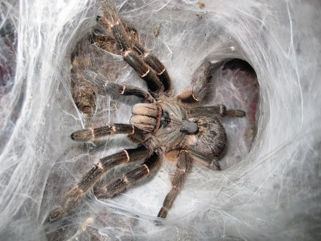 19059 tarantula substrate