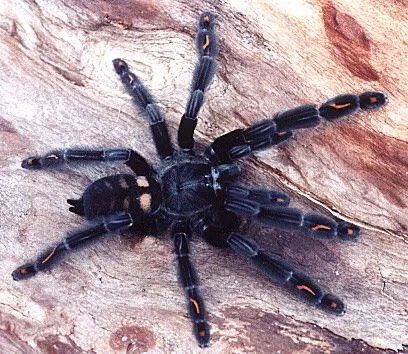 19059 tarantula water