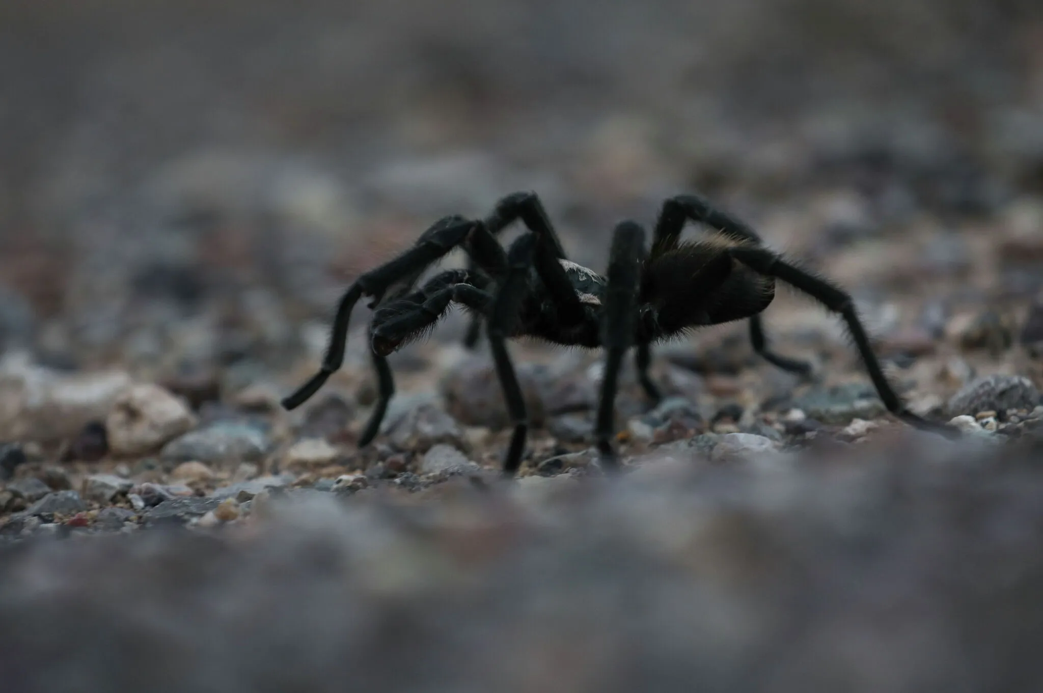 19060 mexican red knee tarantula