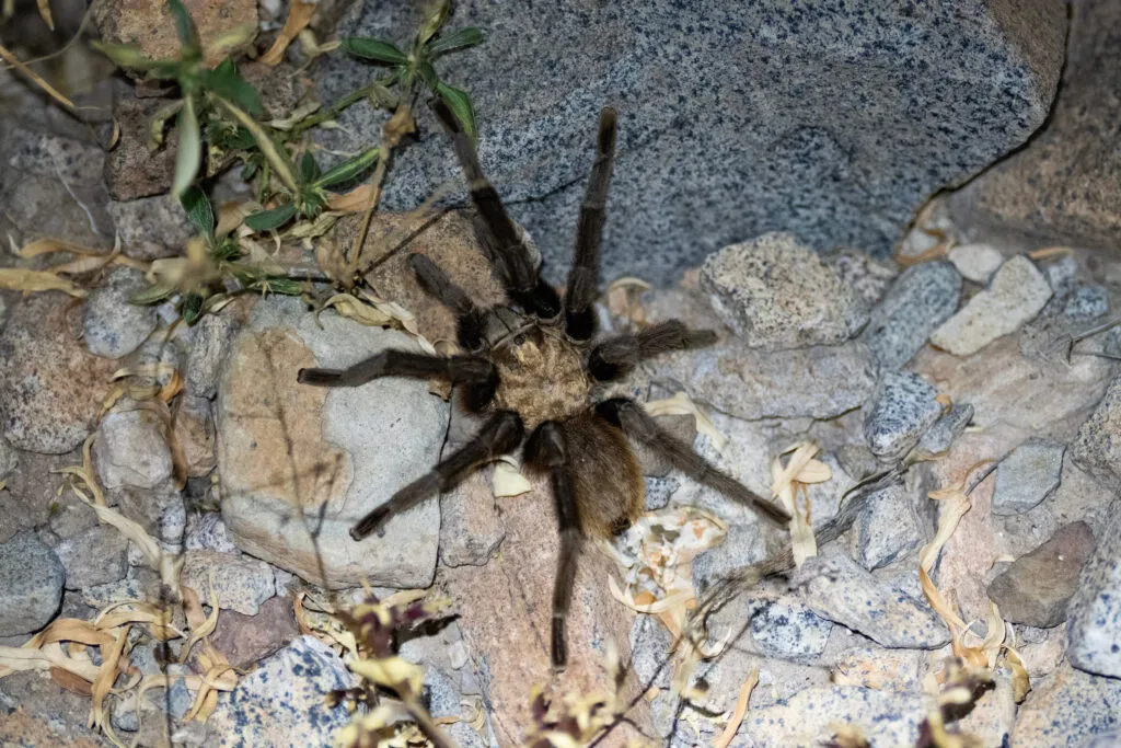 19060 tarantula feeding