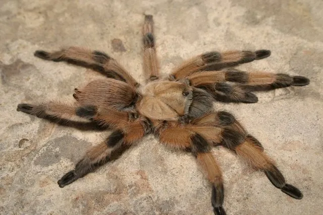 19060 tarantula handling