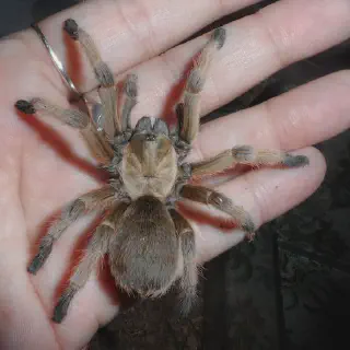 /img/19060-tarantula-health-issues.webp