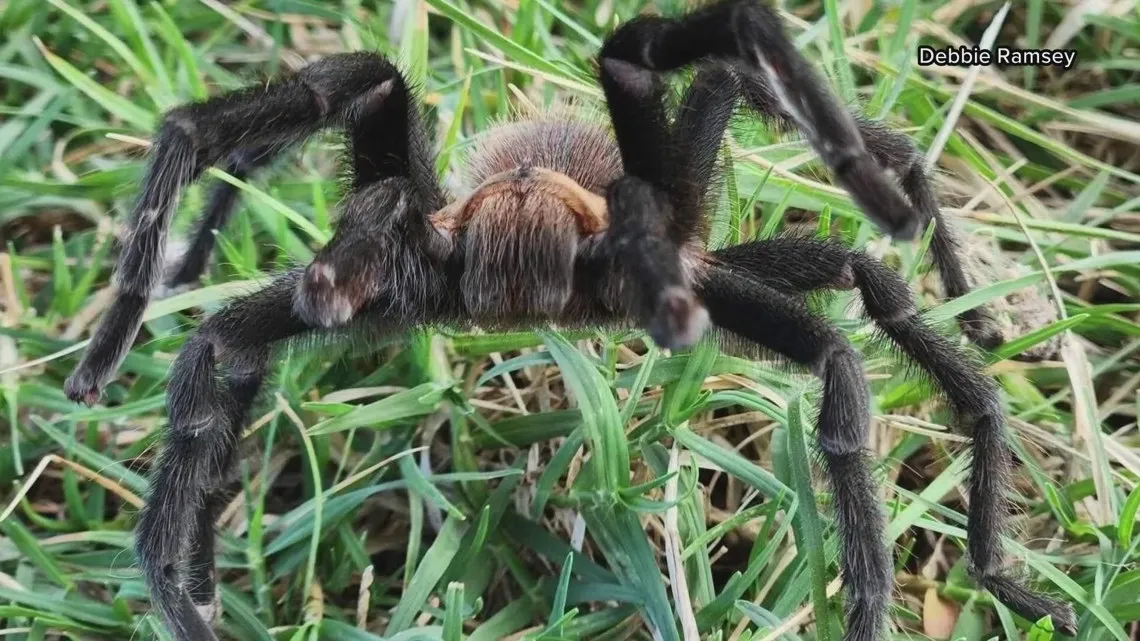 19060 texas tan tarantula
