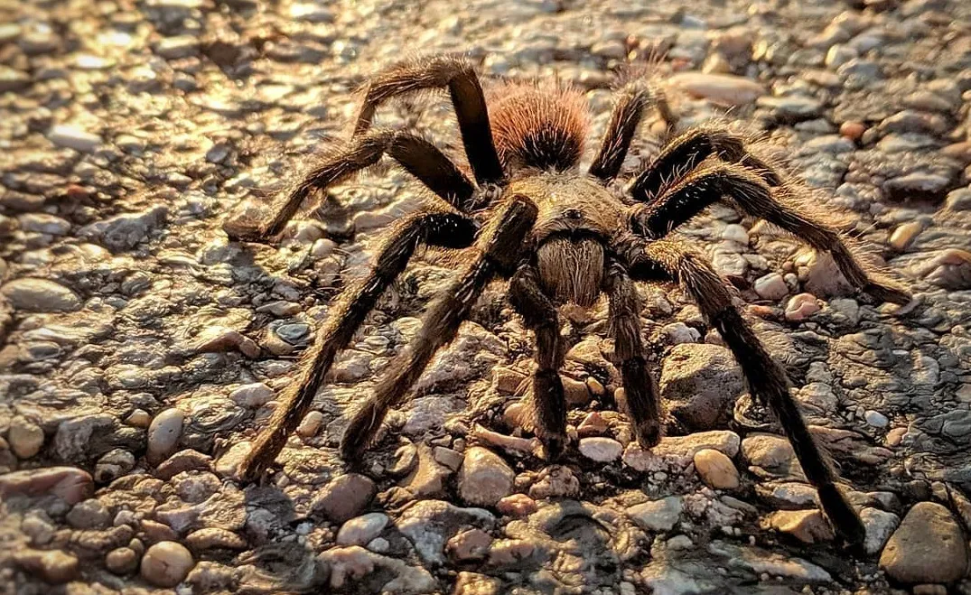 19060 texas tarantula sale guide