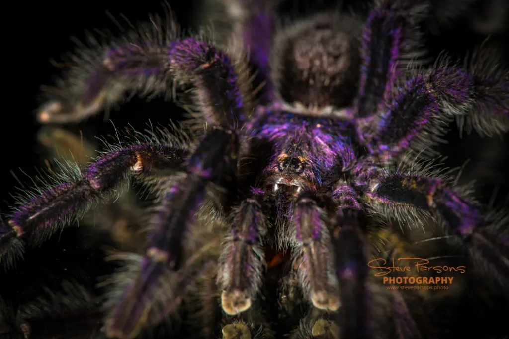 19066 avicularia purpurea adult female