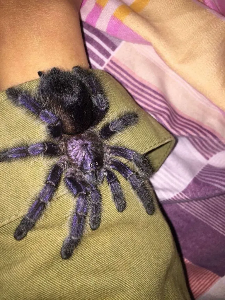 19066 avicularia purpurea male tarantula