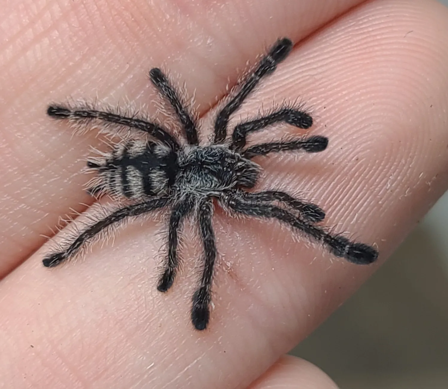 /img/19066-tarantula-comparison.webp