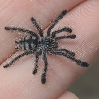 /img/19066-tarantula-comparison.webp