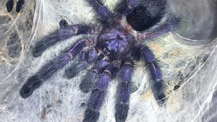 19066 tarantula habitat