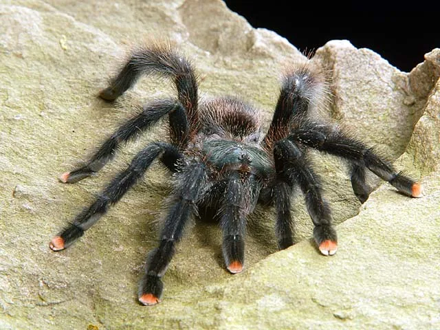 19068 pink toe tarantula breeder