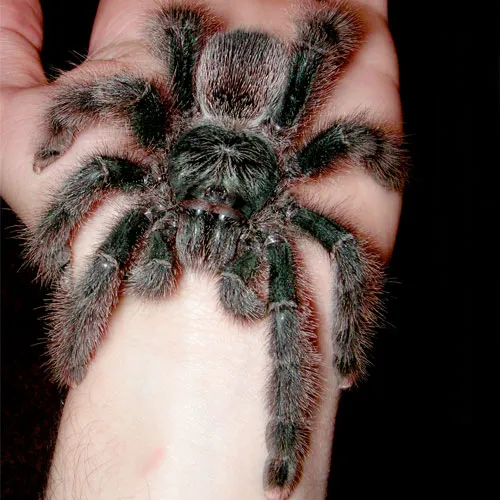 19068 pink toe tarantula enclosure