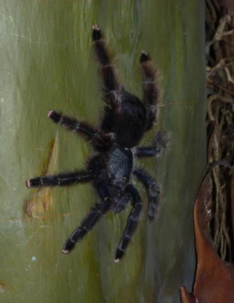 19068 pink toe tarantula feeding