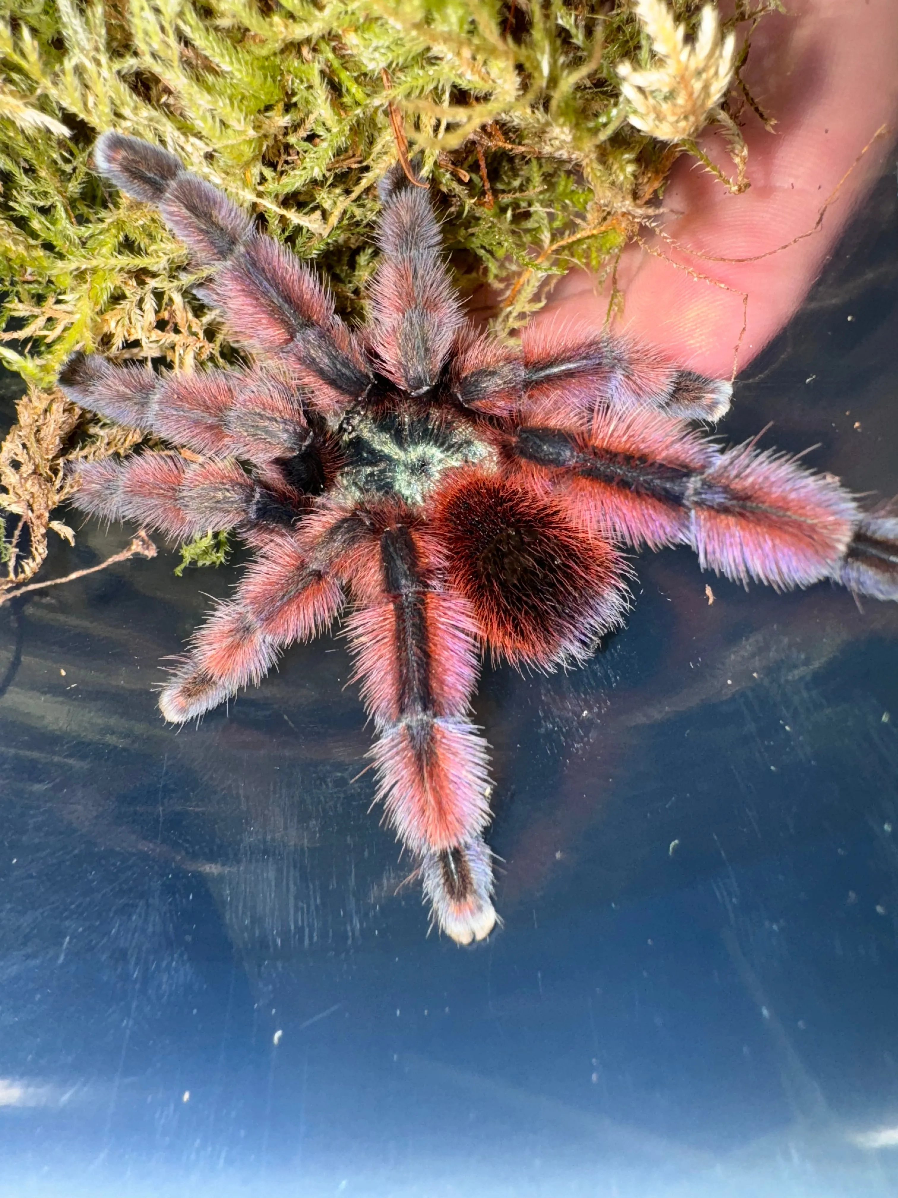 /img/19068-pink-toe-tarantula-final-thoughts.webp