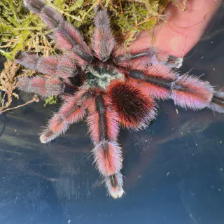 /img/19068-pink-toe-tarantula-final-thoughts.webp