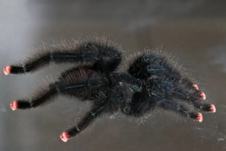 19068 pink toe tarantula handling