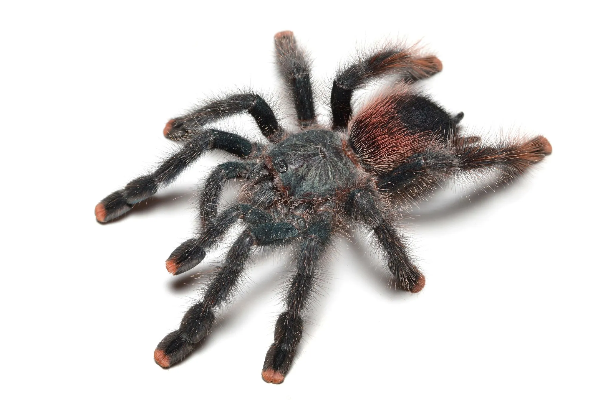 19068 pink toe tarantula healthy