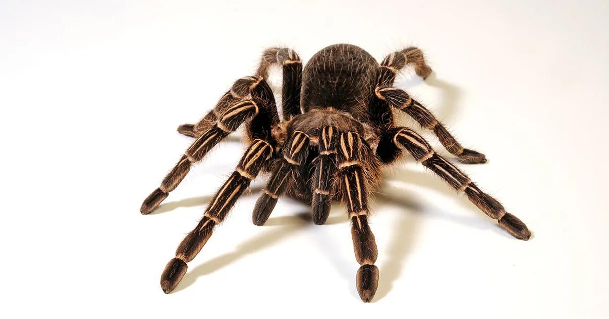 19069 striped knee tarantula names 1
