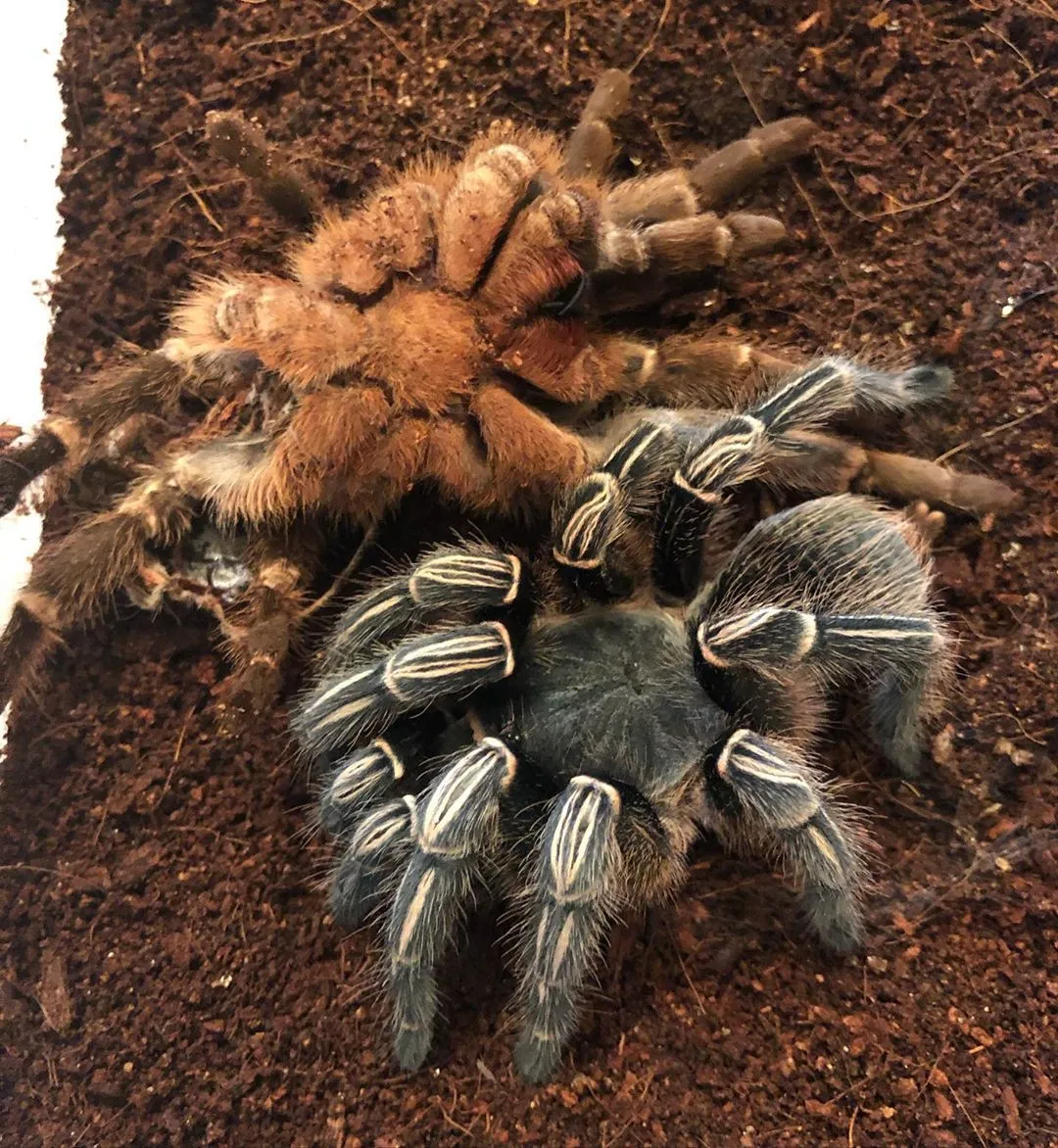 19069 striped knee tarantula names 2