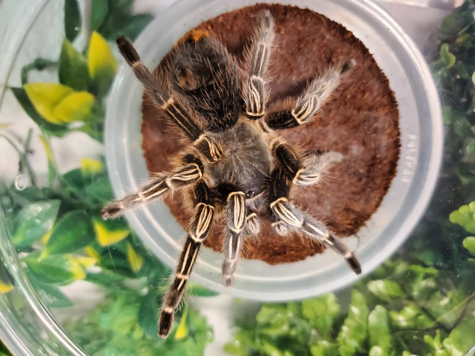 19069 striped knee tarantula names 3