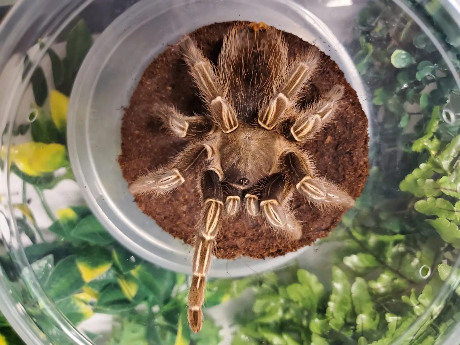 19069 striped knee tarantula names 4
