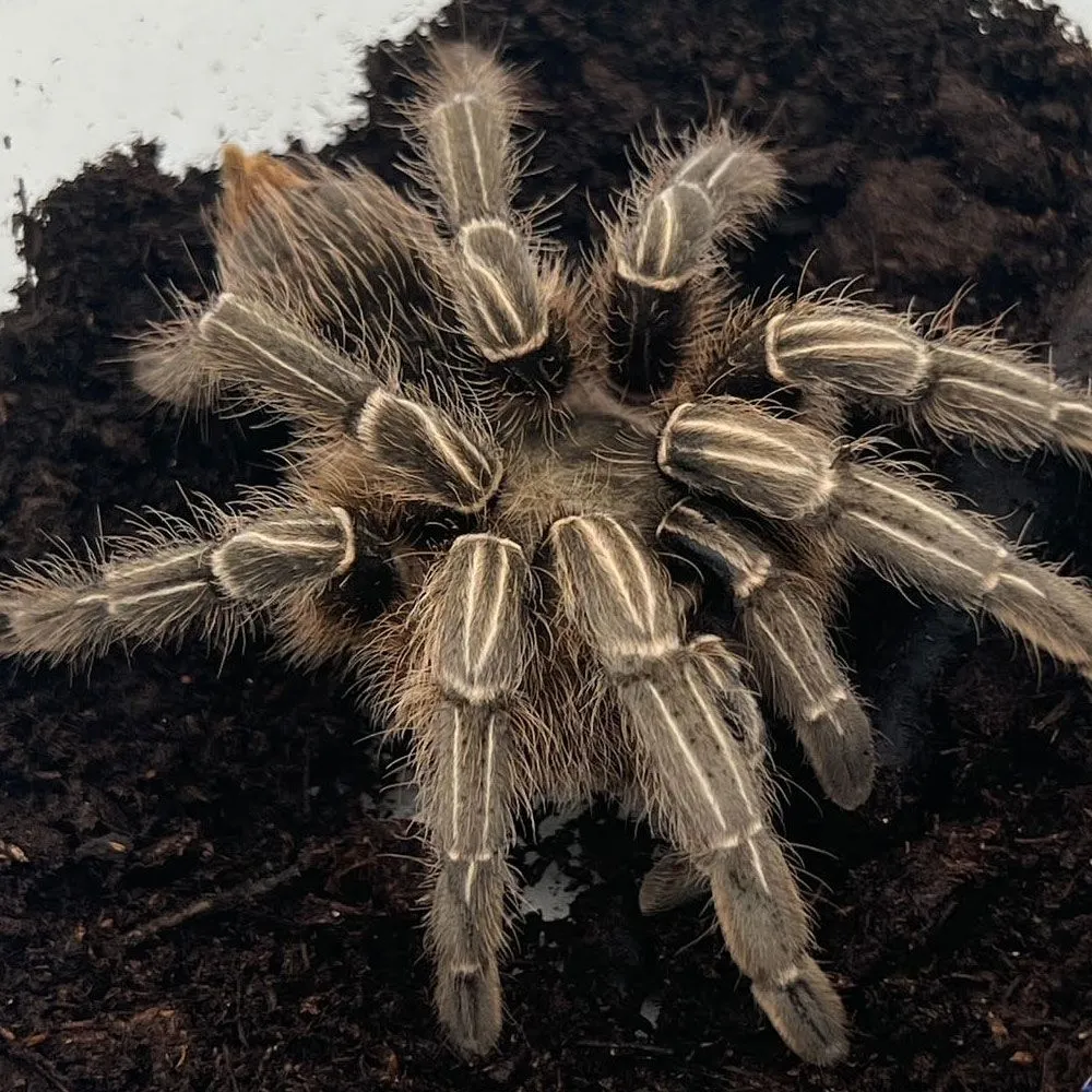 19069 striped knee tarantula names 5