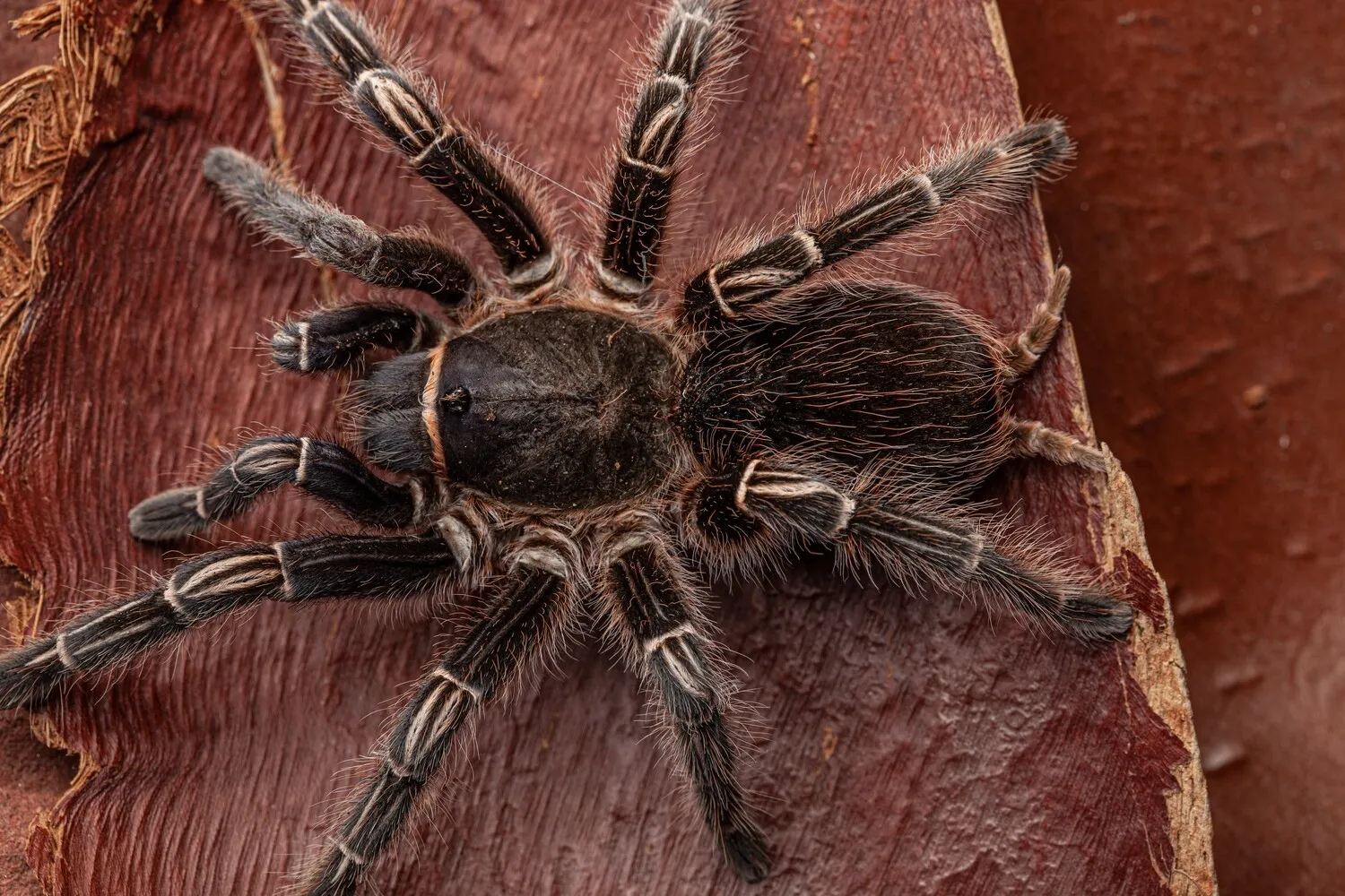 19069 striped knee tarantula names 6