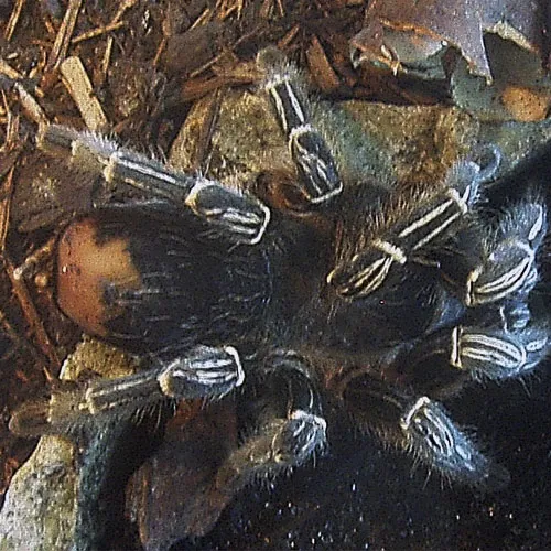 /img/19069-striped-knee-tarantula-names-7.webp