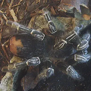 /img/19069-striped-knee-tarantula-names-7.webp