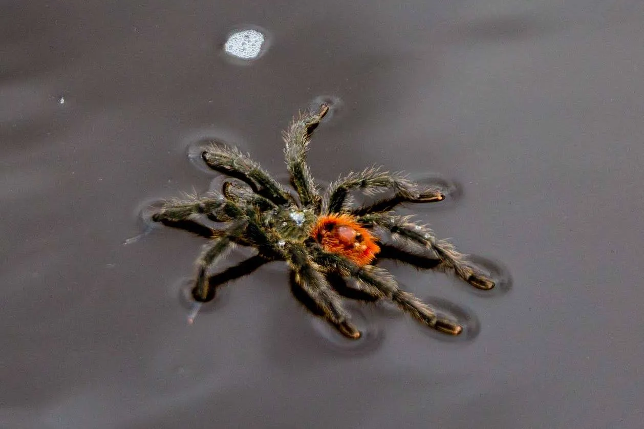 19071 tarantula swimming legs