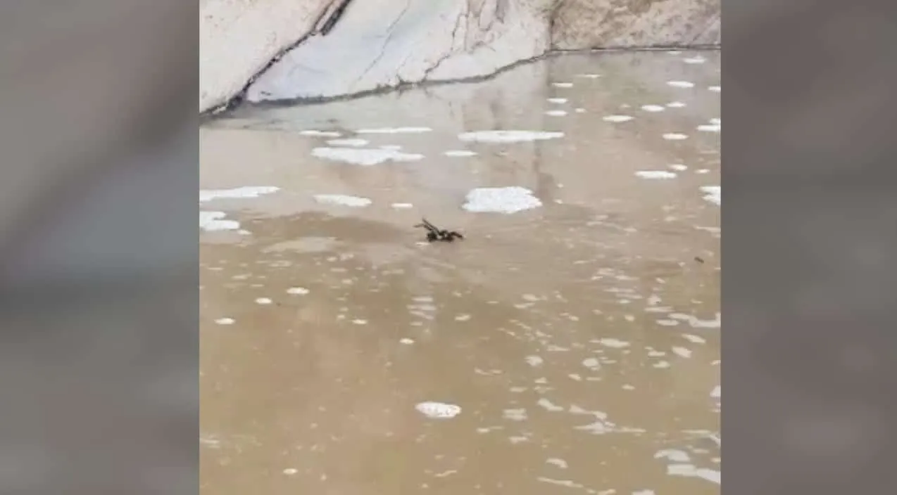 19071 texas tarantula predator