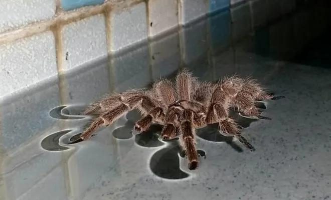 19071 texas tarantula swimming