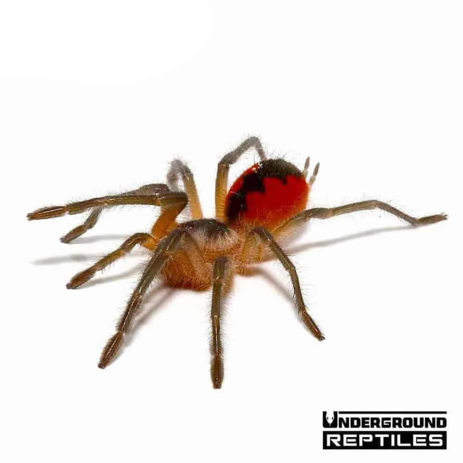 19072 cascada tarantula close up