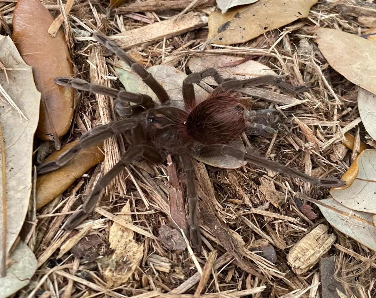 /img/19072-cascada-tarantula-conservation.webp