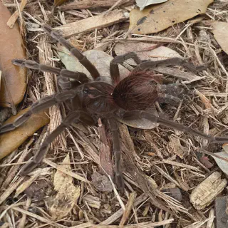 /img/19072-cascada-tarantula-conservation.webp