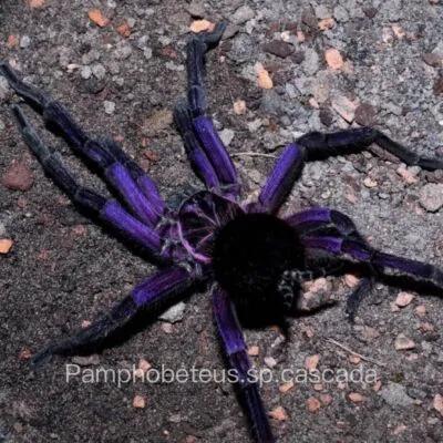 19072 cascada tarantula feeding