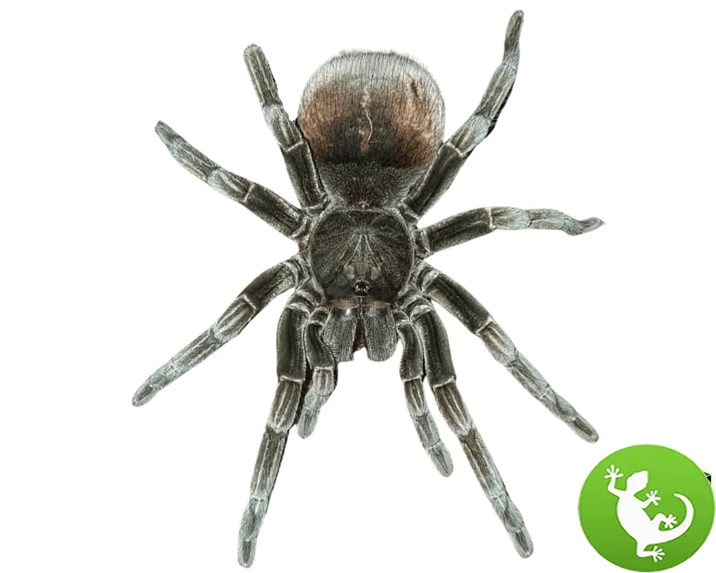 19072 cascada tarantula habitat