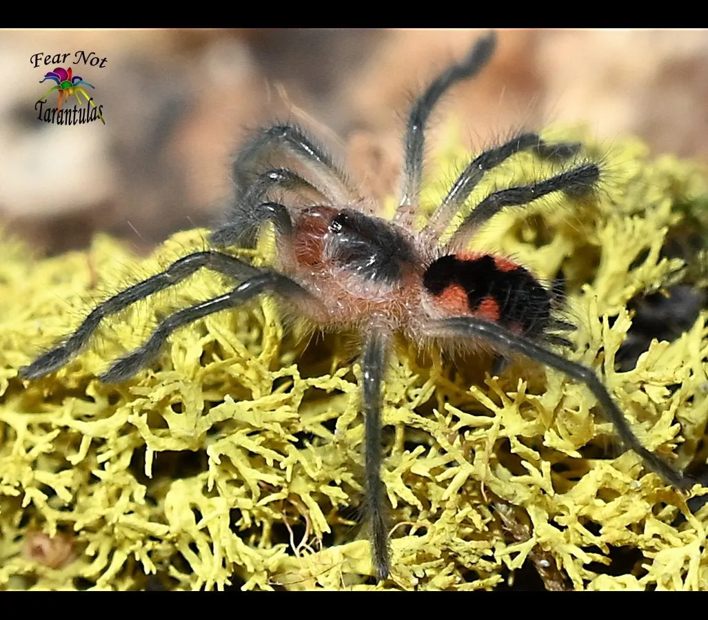 19072 cascada tarantula handling