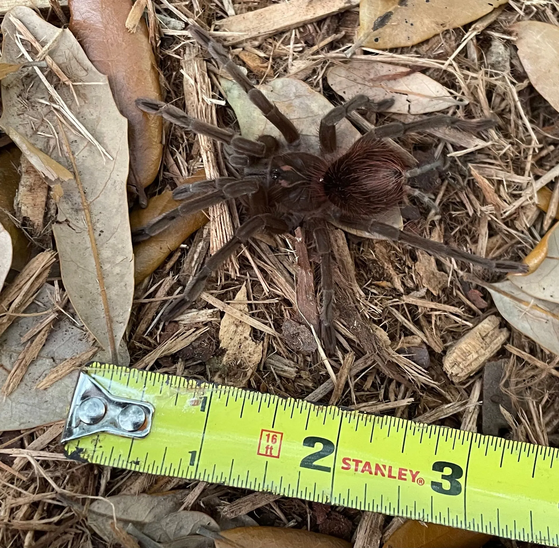 19072 cascada tarantula mating